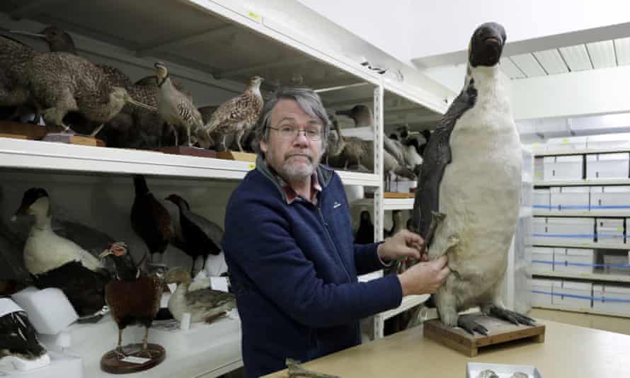 Dr Paul Scofield, from the Canterbury Museum, holds the fossil, next to a similar bone of an Emperor Penguin in Christchurch, New Zealand.