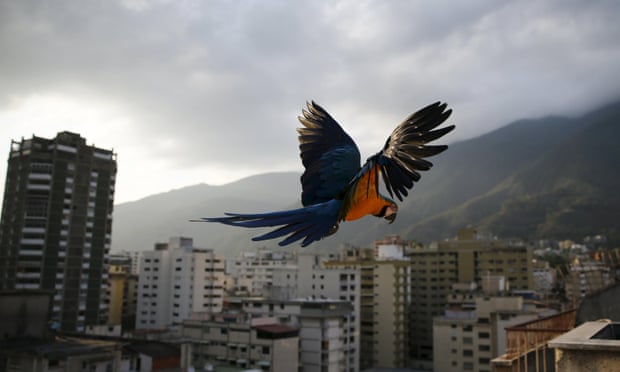 A macaw in Caracas, Venezuela