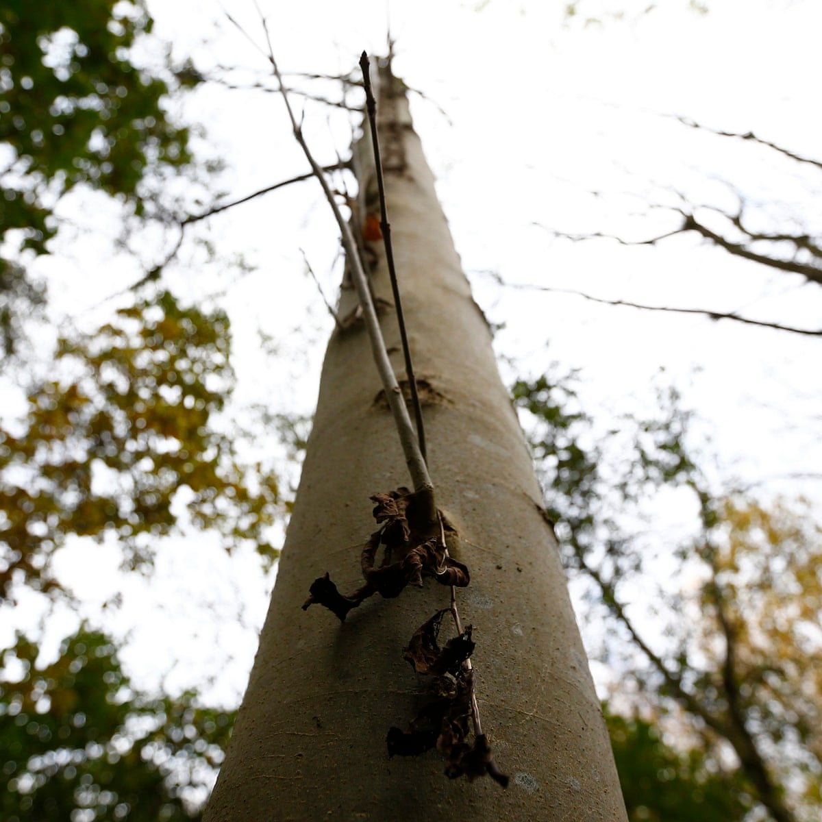 Ash Dieback Is Unstoppable But You Can Help By Planting New Trees Gardens The Guardian Ash Dieback Is Unstoppable But You Can Help By Planting New Trees Gardens The Guardian