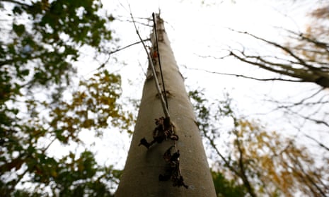 Dead leaves hang from an ash tree infected with Chalara dieback on a Woodland Trust Site near Framlingham, south-east England