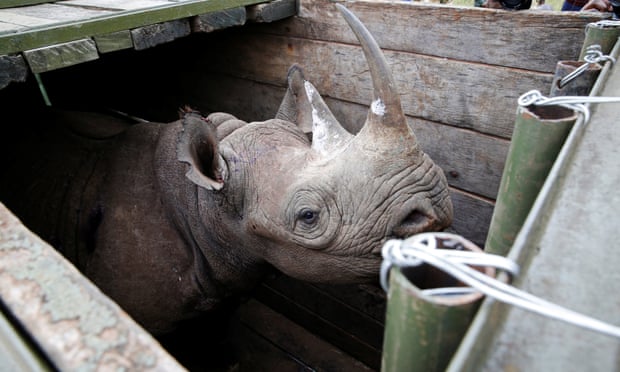 A female black rhino is transported during a translocation exercise in the Nairobi national park.