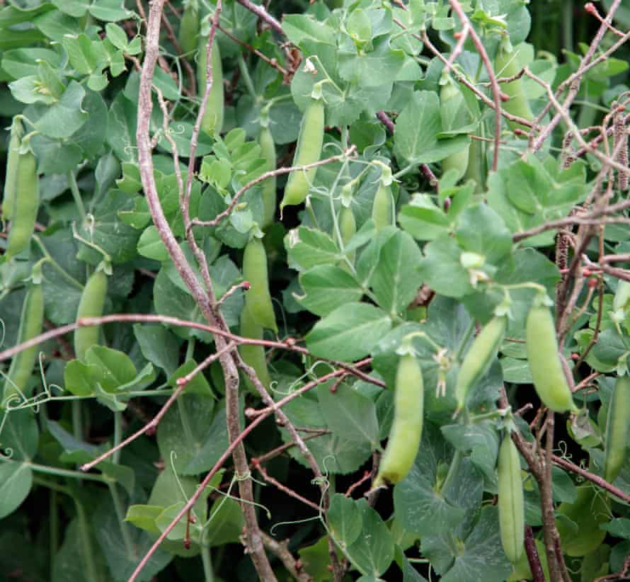 Peas supported by sticks.