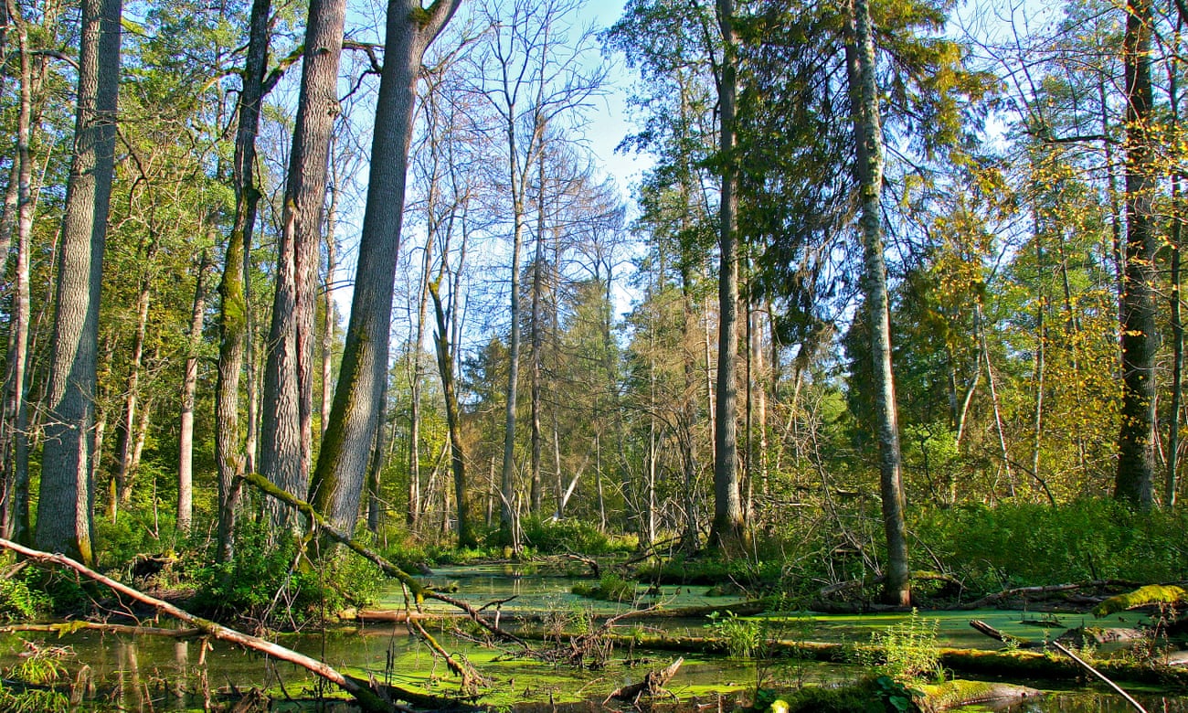 Bialowieza Forest, Poland. 