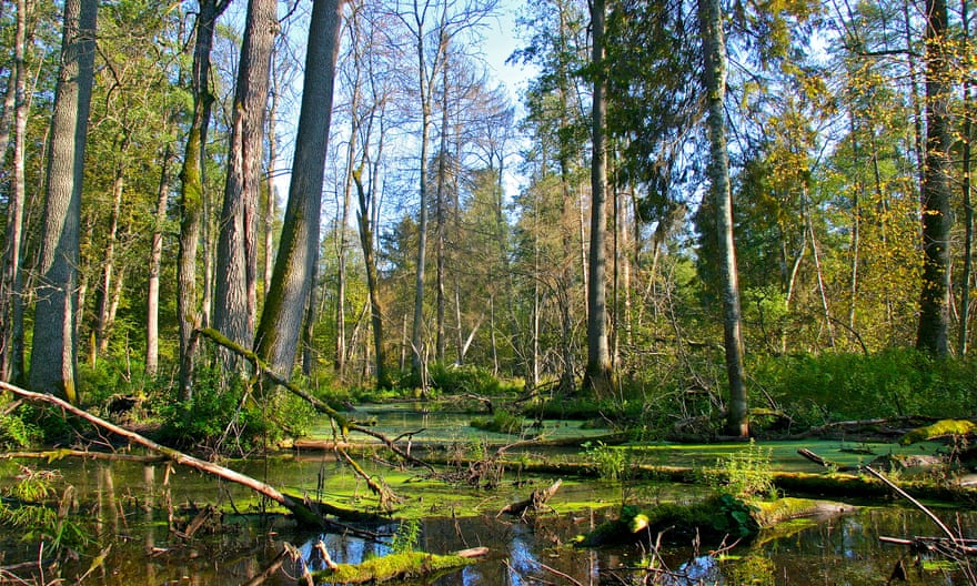 Białowieża forest is a mysterious land of fallen trees and abundant wildlife.