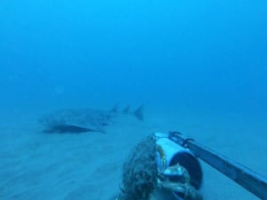 One of the world’s rarest sharks has been filmed off the Welsh coast, offering a fleeting glimpse into the life of a species teetering on the brink of extinction. Dramatic footage shows a critically endangered angel shark swimming through the waters of Cardigan Bay – the first time it has been recorded on film in the area since 2021