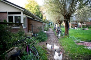 Chickens on a path by housing