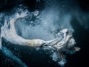 Two gannets under the water – Shetland Islands: grand prize winner of world nature photographer of the year