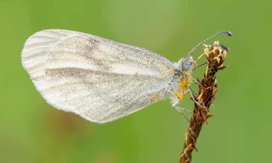 The rare and declining wood white butterfly