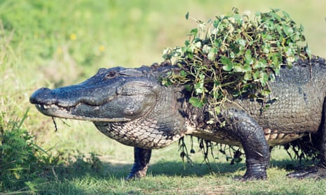 Researchers said there was evidence of alligators tangling with sharks as far back as the 1870s.