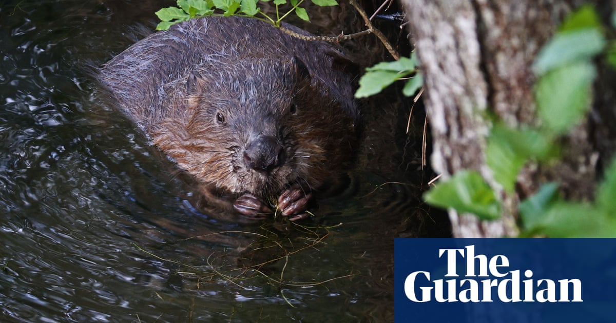Beavers to be given legal protection in England