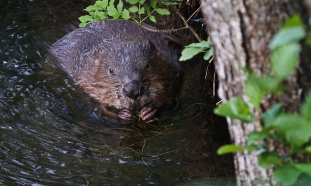Beaver