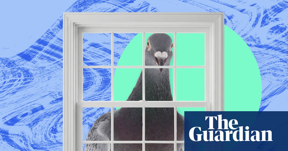 The Pest I’ll Never Forget: The Relentless Pigeon Who Stared and Stared and Ruined My Spring