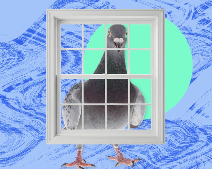 Image accompanying the story: The pest I’ll never forget: the relentless pigeon who stared and stared and ruined my spring