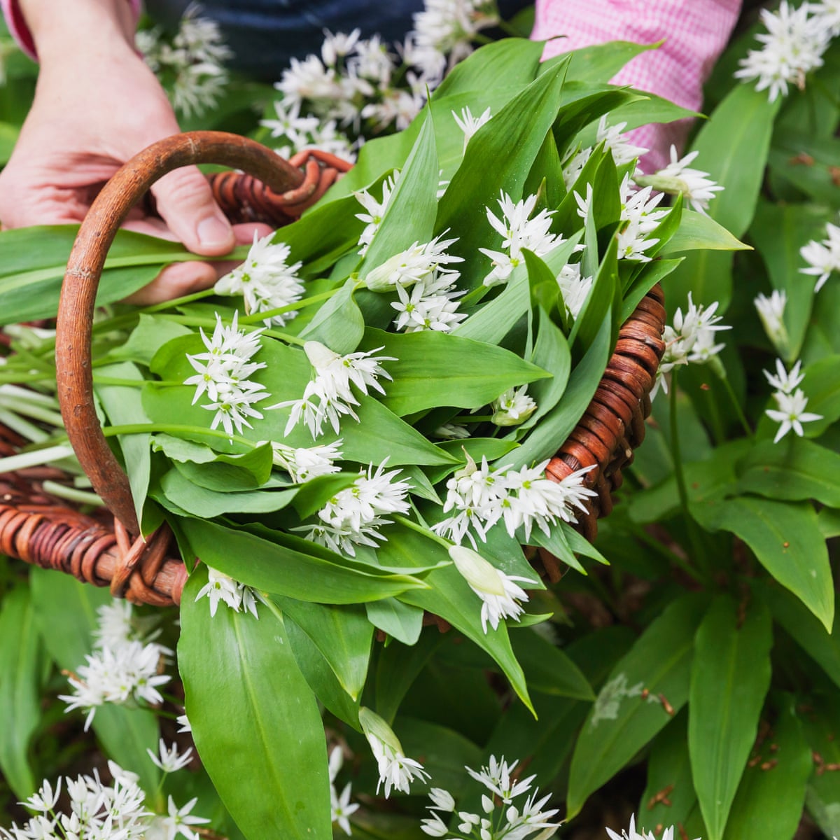 pics Wild Garlic Pictures 17 wonderful ways with wild garlic