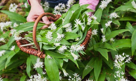 Go wild ... garlic leaves and flowers.