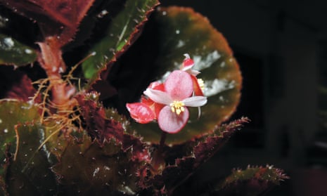 Begonia rubrobracteolata, one of  29 new begonias from the forests of Malaysia