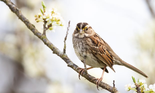 A white-throated sparrow in North Carolina. More than half of the US counties studied lost more than 10% of their grassland birds due to neonicotinoid use between 2008 and 2014.