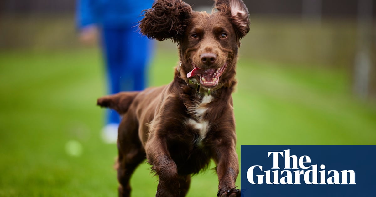 Meet Gem the cocker spaniel - the face of UK pet cloning