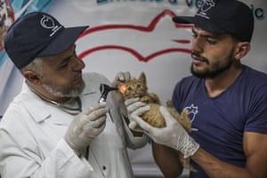 Youssef, left, examines a cat’s ears