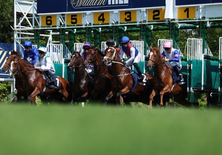 Horse leaving the starting gates at a racecourse.