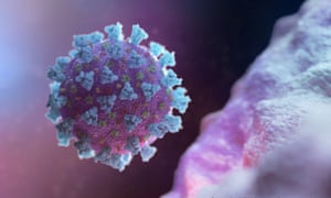 A model of a betacoronavirus, the virus linked to Covid-19.