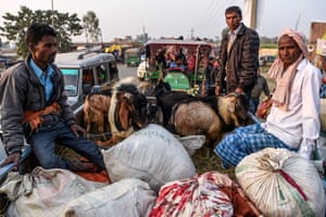 Hindu devotees travel with goats in a vehicle ahead of Gadhimai Festival in Baryarpur,