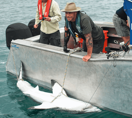 Paul de Gelder leaning over the side of a boat to tag a great white