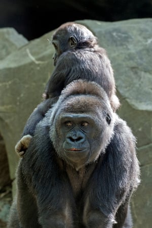 A juvenile western lowland gorilla (Gorilla gorilla gorilla) rides backwards sits on its mother in the Congo Gorilla Forest at the Bronx zoo