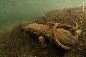 A northern water snake is clamped tightly in the jaws of a hungry hellbender in Tellico river, Tennessee, USA.