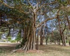 Tiny fungus farming beetle from WA could wreak havoc on Sydney’s heritage trees
