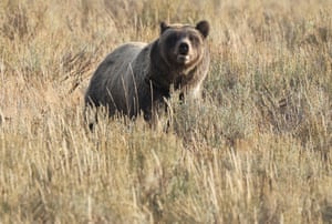 A grizzly bear walks through grass and sagebrush