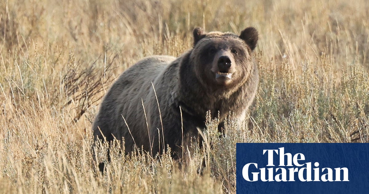 Hiker attacked by bear in Yellowstone national park flown to hospital