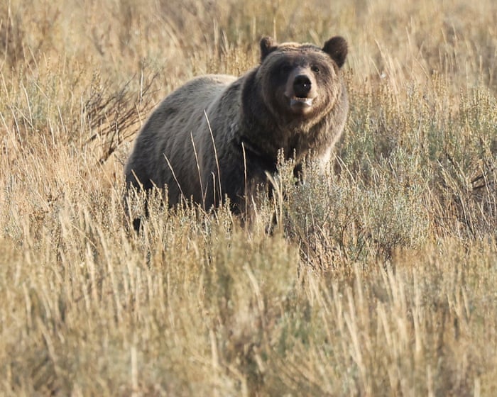 Hiker attacked by bear in Yellowstone national park flown to hospital