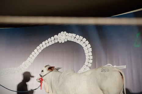 Calf on auction during ExpoZebu Cattle Fair. Uberaba, Brazil, 2013