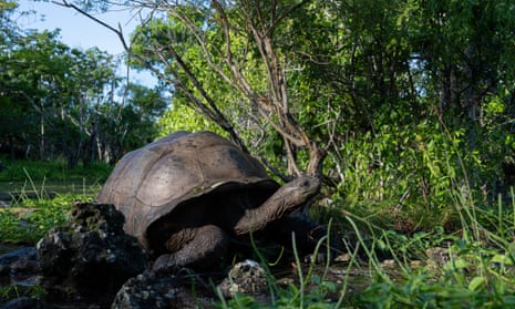 Giant tortoise surrounded by green vegetation