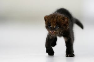 A two-week-old jaguarundi.
