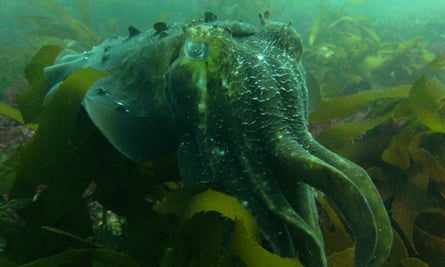 cuttlefish south australia