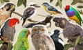 The final 10 contenders for the 2023 Guardian/BirdLife Australia bird of the year.