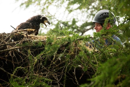A man in a climbing helmet looks at a large eagle chick across a tree-top nest 