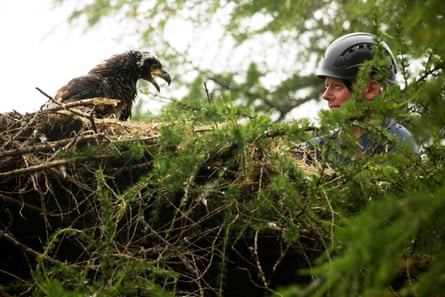 A man in a climbing helmet looks at a large eagle chick across a tree-top nest