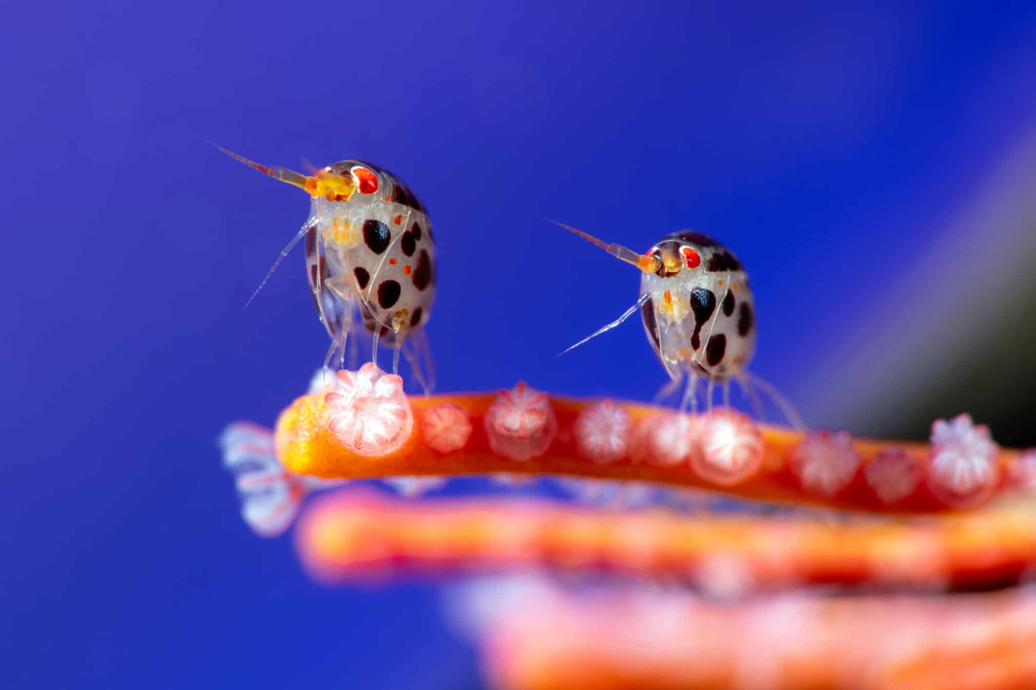 Ocean Photographer of the Year 2025 Winners Ocean Photographer of the Year 2025 Winners