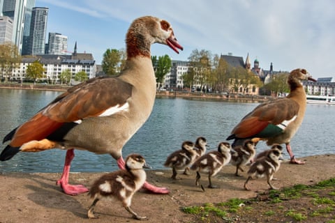 Em um passeio matinal, sete gansinhos e seus pais caminham ao longo do rio Meno em Frankfurt, Alemanha.