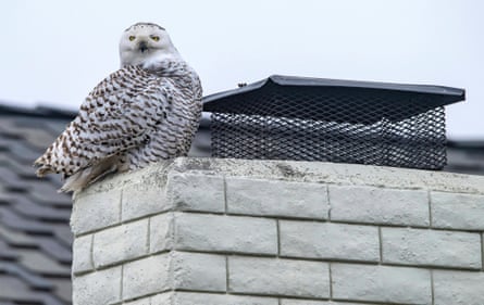 Snowy owl flying above rooftop