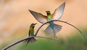 Comedores de abelhas de cauda azul (Merops philippinus) são vistos em Haikou, China. As autoridades locais de Haikou fizeram preparativos completos para que os abelharucos construam um habitat melhor durante a época de reprodução