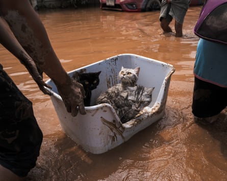 Two grey cats and one black cat covered in mud are ushered through floodwater in a plastic cat bed