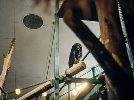 A chimp at Furuvik last month.