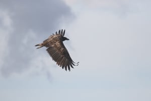 A bearded vulture living on the moors above Sheffield. Hundreds of visitors have flocked to see the bird