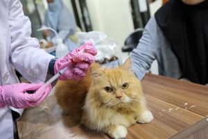 A cat sits on a table while a person in pink surgical gloves prepares a needle