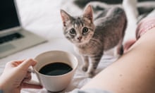 A cute kitten playing with its owner on the bed