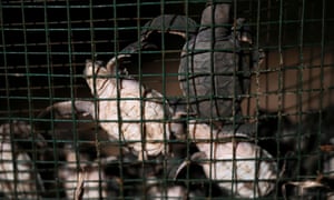 Newborn green turtles climb up the walls of a protective cage moments after hatching in Guereo, Senegal.